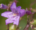 Sharpsepal beardtongue